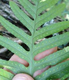 Fotografia da espécie Polypodium cambricum subesp. cambricum