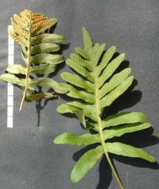 Fotografia da espécie Polypodium cambricum subesp. cambricum