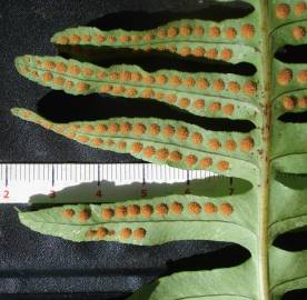 Fotografia da espécie Polypodium cambricum subesp. cambricum