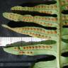 Fotografia 3 da espécie Polypodium cambricum subesp. cambricum do Jardim Botânico UTAD