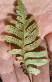 Fotografia da espécie Polypodium cambricum subesp. cambricum