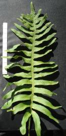 Fotografia da espécie Polypodium cambricum subesp. cambricum