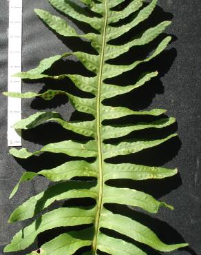 Fotografia 5 da espécie Polypodium cambricum subesp. cambricum no Jardim Botânico UTAD