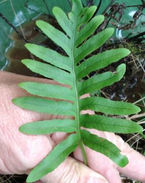 Fotografia 6 da espécie Polypodium cambricum subesp. cambricum no Jardim Botânico UTAD