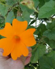 Fotografia da espécie Thunbergia gregorii