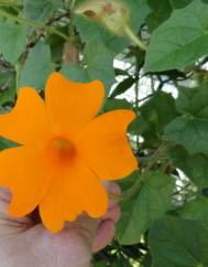 Thunbergia gregorii