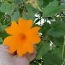 Fotografia 1 da espécie Thunbergia gregorii do Jardim Botânico UTAD