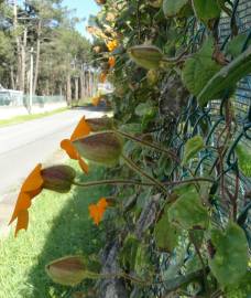 Fotografia da espécie Thunbergia gregorii