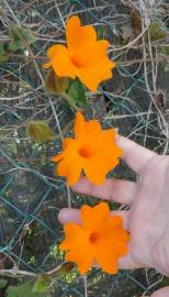 Fotografia da espécie Thunbergia gregorii