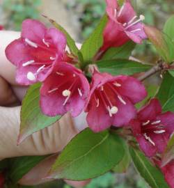 Fotografia da espécie Weigela florida