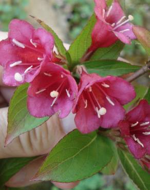 Fotografia 10 da espécie Weigela florida no Jardim Botânico UTAD