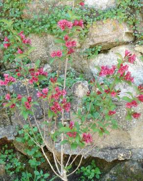 Fotografia 11 da espécie Weigela florida no Jardim Botânico UTAD