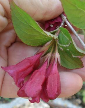 Fotografia 12 da espécie Weigela florida no Jardim Botânico UTAD