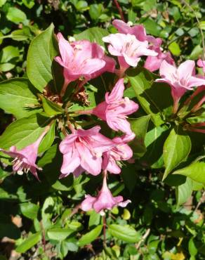 Fotografia 13 da espécie Weigela florida no Jardim Botânico UTAD