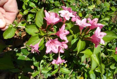 Fotografia da espécie Weigela florida