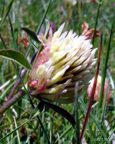 Fotografia de capa Trifolium ochroleucon - do Jardim Botânico