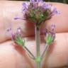 Fotografia 7 da espécie Verbena bonariensis do Jardim Botânico UTAD