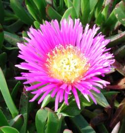 Fotografia da espécie Carpobrotus edulis