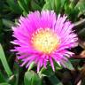 Fotografia 3 da espécie Carpobrotus edulis do Jardim Botânico UTAD