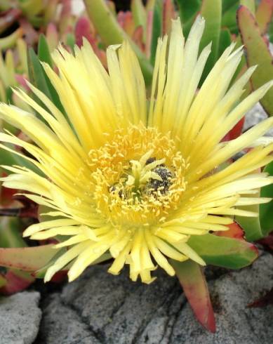 Fotografia de capa Carpobrotus edulis - do Jardim Botânico