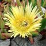 Fotografia 1 da espécie Carpobrotus edulis do Jardim Botânico UTAD