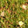 Fotografia 4 da espécie Carpobrotus edulis do Jardim Botânico UTAD