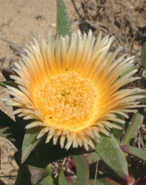 Fotografia 5 da espécie Carpobrotus edulis no Jardim Botânico UTAD