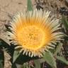 Fotografia 5 da espécie Carpobrotus edulis do Jardim Botânico UTAD