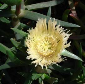 Fotografia da espécie Carpobrotus edulis