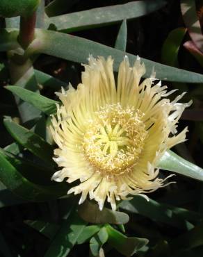 Fotografia 6 da espécie Carpobrotus edulis no Jardim Botânico UTAD