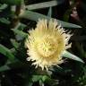 Fotografia 6 da espécie Carpobrotus edulis do Jardim Botânico UTAD