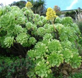 Fotografia da espécie Aeonium arboreum