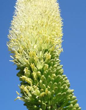 Fotografia 5 da espécie Agave attenuata no Jardim Botânico UTAD