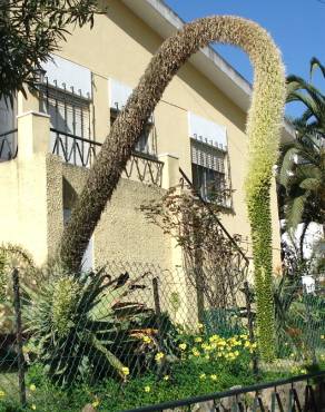 Fotografia 6 da espécie Agave attenuata no Jardim Botânico UTAD
