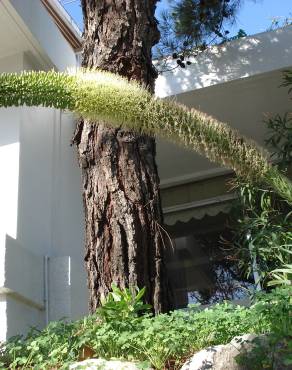 Fotografia 7 da espécie Agave attenuata no Jardim Botânico UTAD
