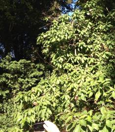 Fotografia da espécie Cornus capitata