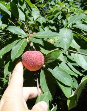 Fotografia 7 da espécie Cornus capitata no Jardim Botânico UTAD