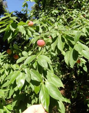 Fotografia 8 da espécie Cornus capitata no Jardim Botânico UTAD