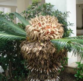 Fotografia da espécie Cycas revoluta