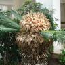 Fotografia 7 da espécie Cycas revoluta do Jardim Botânico UTAD