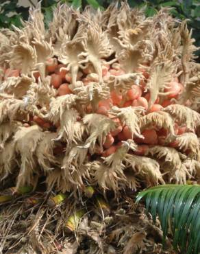 Fotografia 8 da espécie Cycas revoluta no Jardim Botânico UTAD