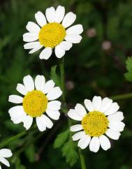 Tanacetum parthenium