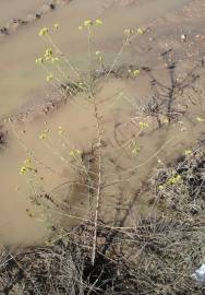 Fotografia da espécie Tanacetum annuum