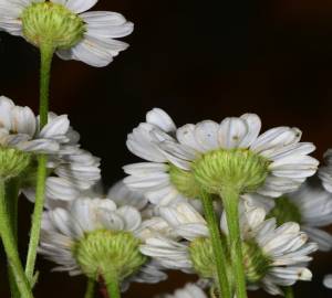 Fotografia da espécie Tanacetum parthenium