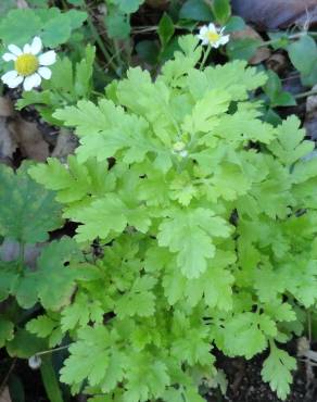 Fotografia 5 da espécie Tanacetum parthenium no Jardim Botânico UTAD