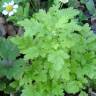 Fotografia 5 da espécie Tanacetum parthenium do Jardim Botânico UTAD