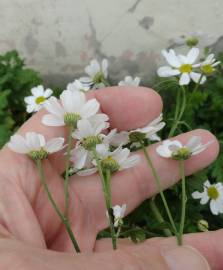 Fotografia da espécie Tanacetum parthenium