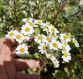 Fotografia da espécie Tanacetum parthenium