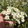 Fotografia 8 da espécie Tanacetum parthenium do Jardim Botânico UTAD