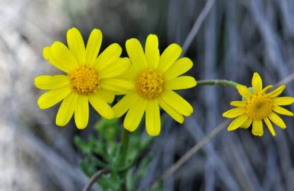 Fotografia da espécie Senecio gallicus